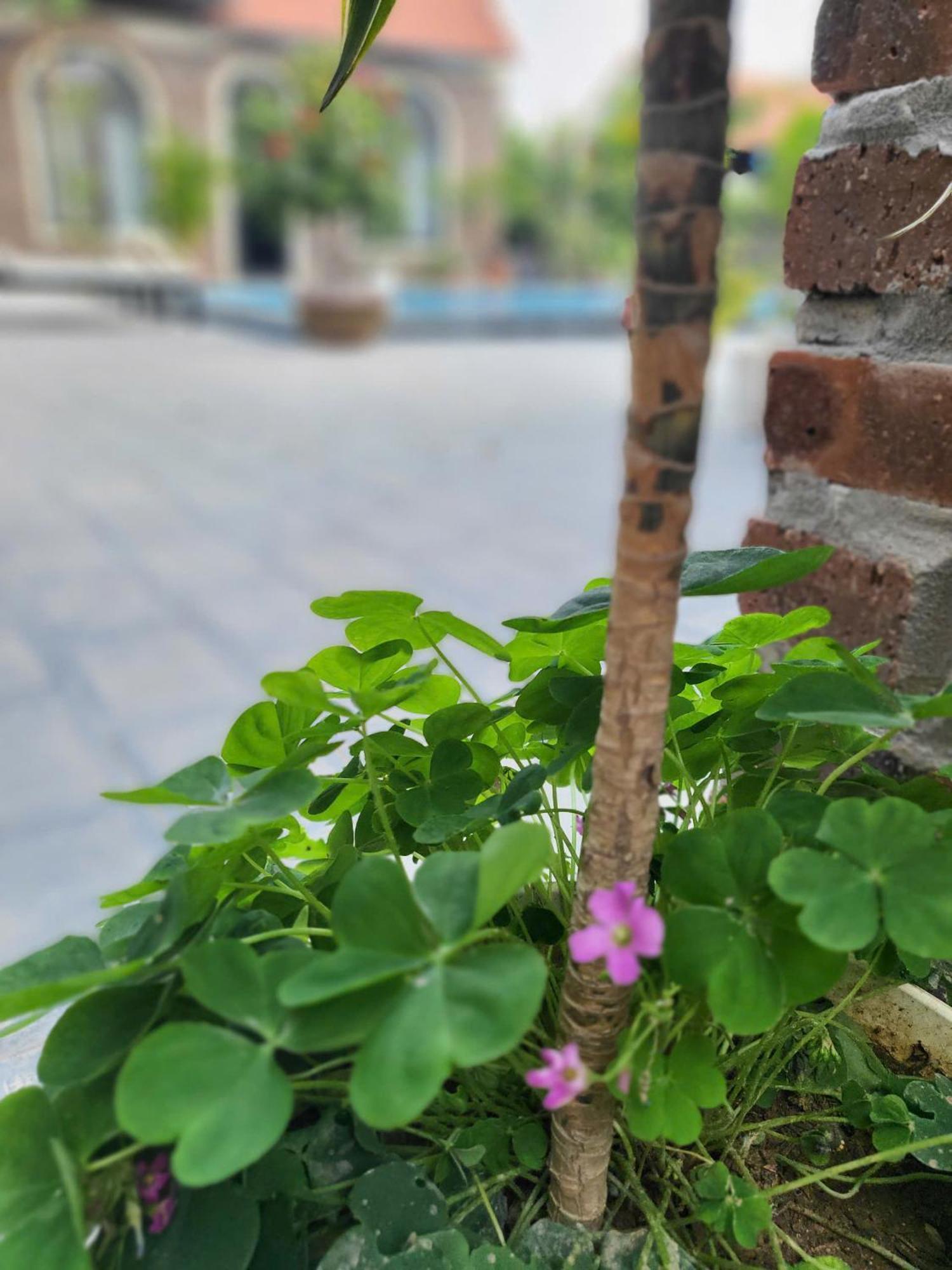 Tam Coc Pomelo Garden Apartment Ninh Binh Bagian luar foto