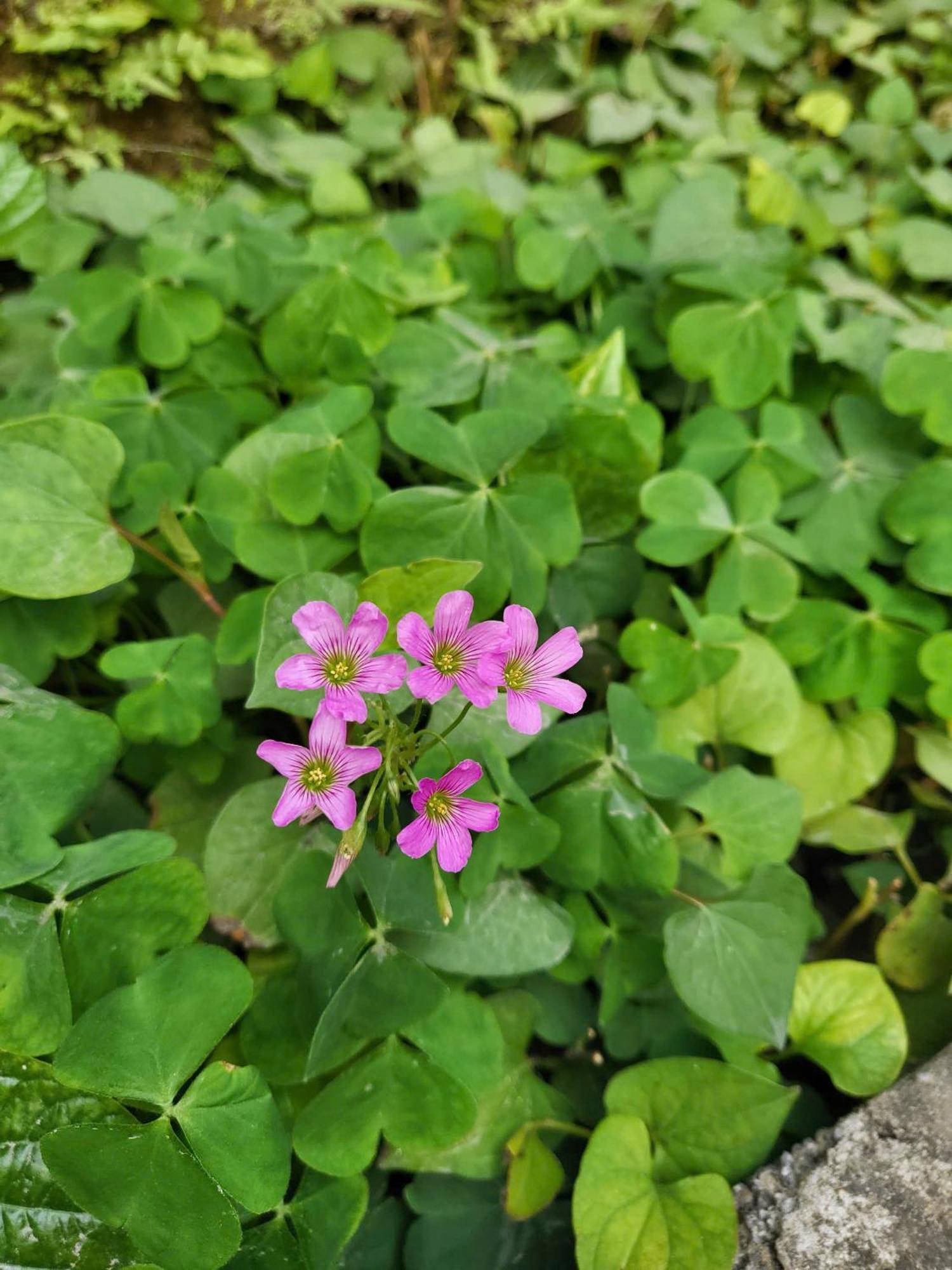 Tam Coc Pomelo Garden Apartment Ninh Binh Bagian luar foto